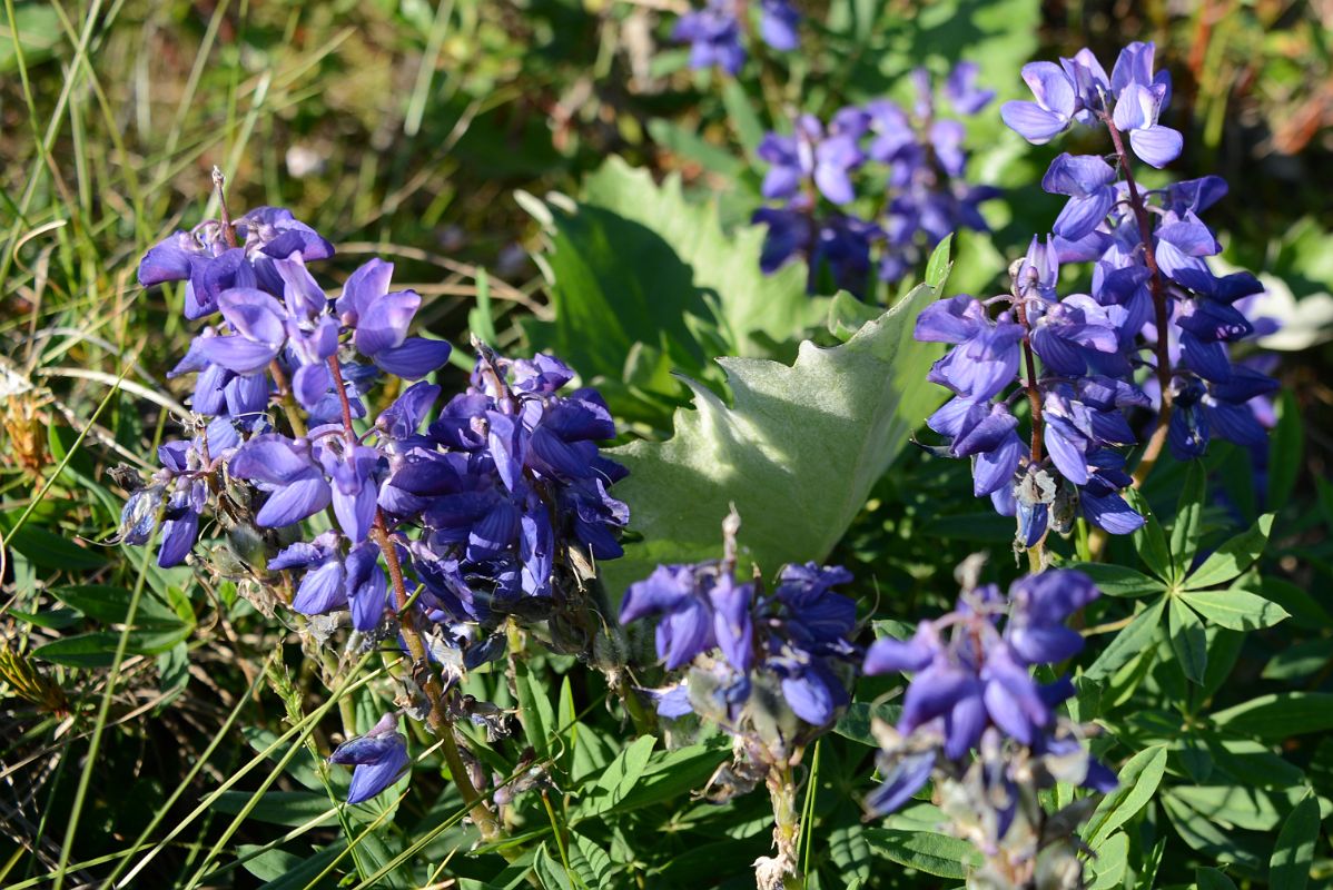 15C Purple Wildflowers On The Side Of The Dempster Highway On Day Tour From Inuvik To Arctic Circle